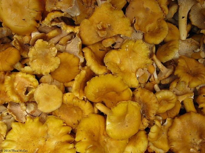 Pacific Golden Chanterelles (Cantharellus formosus)